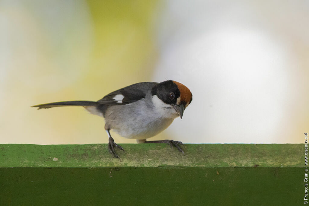 Slaty Brushfinch