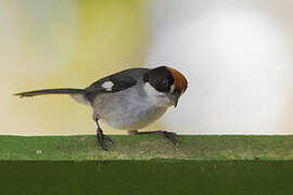 Slaty Brushfinch