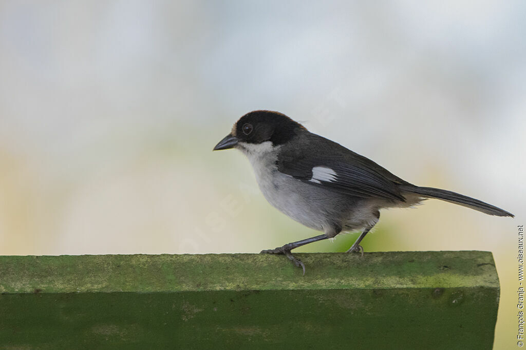 Slaty Brushfinch