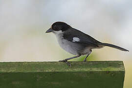 Slaty Brushfinch