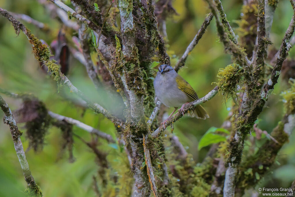 Black-striped Sparrow