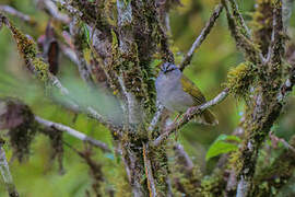 Black-striped Sparrow