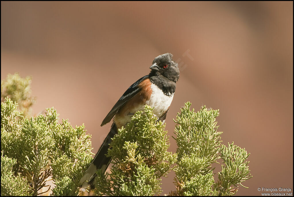 Spotted Towheeadult