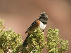 Spotted Towhee