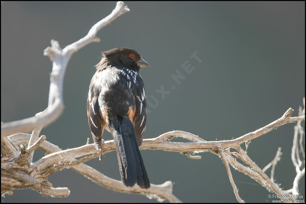 Spotted Towheeadult