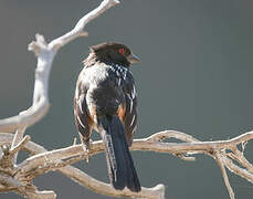 Spotted Towhee