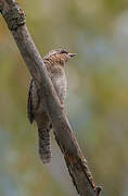 Eurasian Wryneck