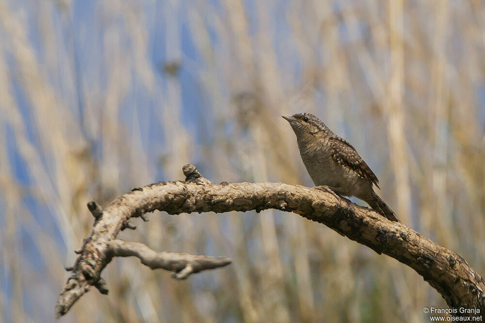 Eurasian Wryneckadult