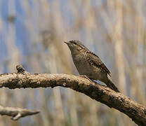 Eurasian Wryneck