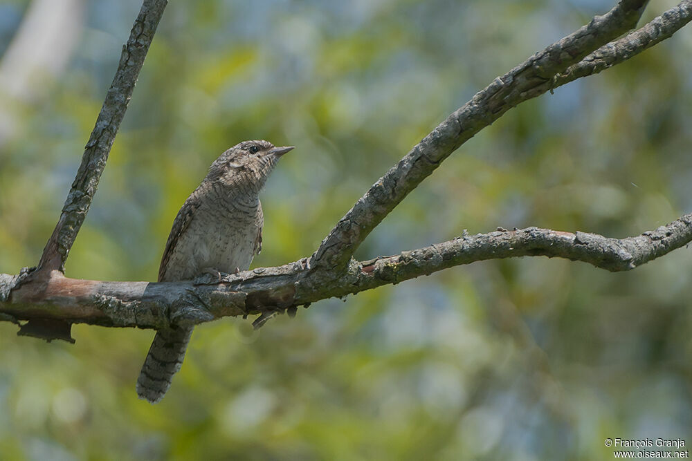 Torcol fourmilieradulte