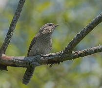 Eurasian Wryneck