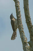 Eurasian Wryneck