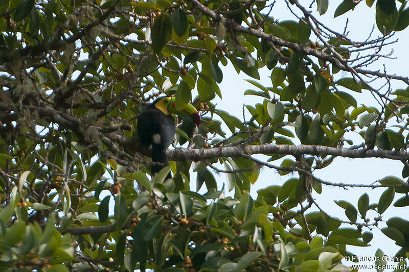 Toucan à carèneadulte