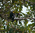 Toucan à carène