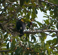 Keel-billed Toucan