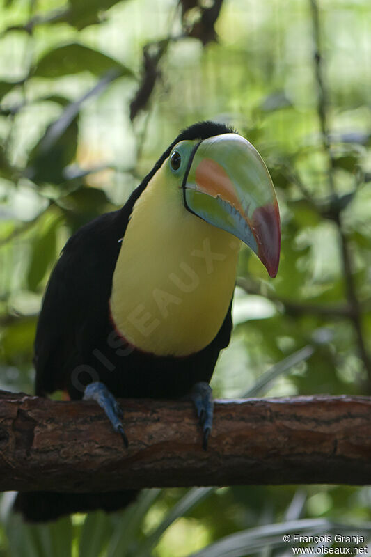 Toucan à carèneadulte