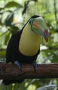 Toucan à carène