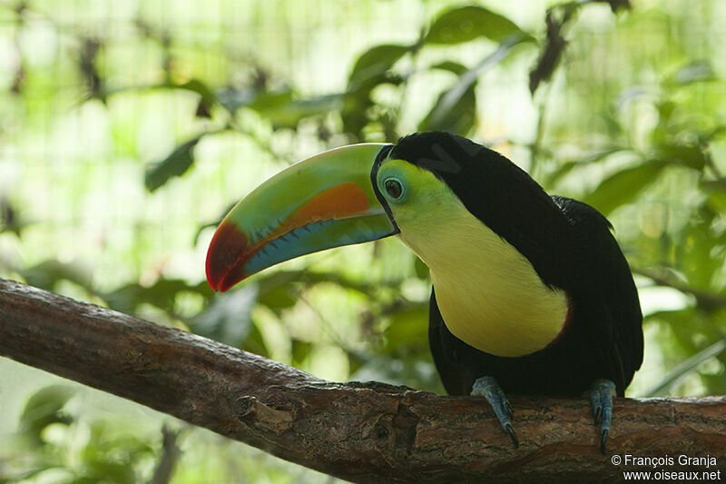 Keel-billed Toucanadult