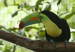 Toucan à carène