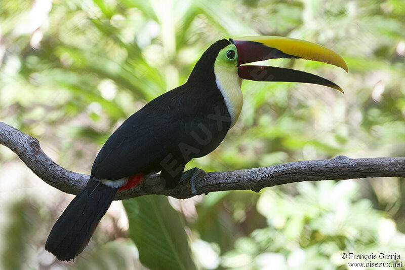 Yellow-throated Toucan (swainsonii)adult