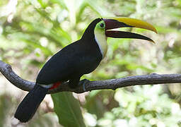 Yellow-throated Toucan (swainsonii)