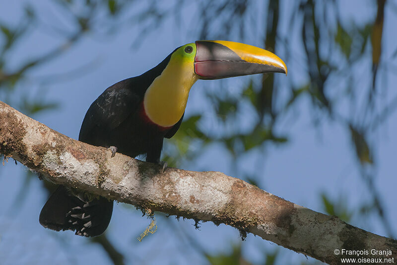 Yellow-throated Toucan (swainsonii)adult