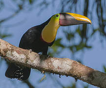 Yellow-throated Toucan (swainsonii)