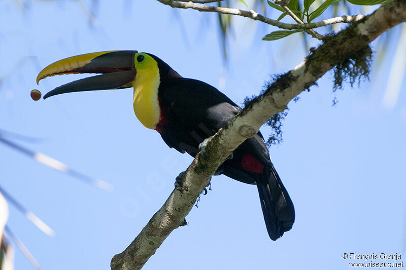 Yellow-throated Toucan (swainsonii)adult