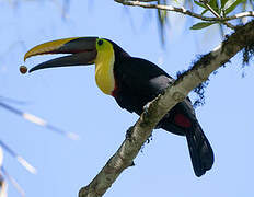 Yellow-throated Toucan (swainsonii)