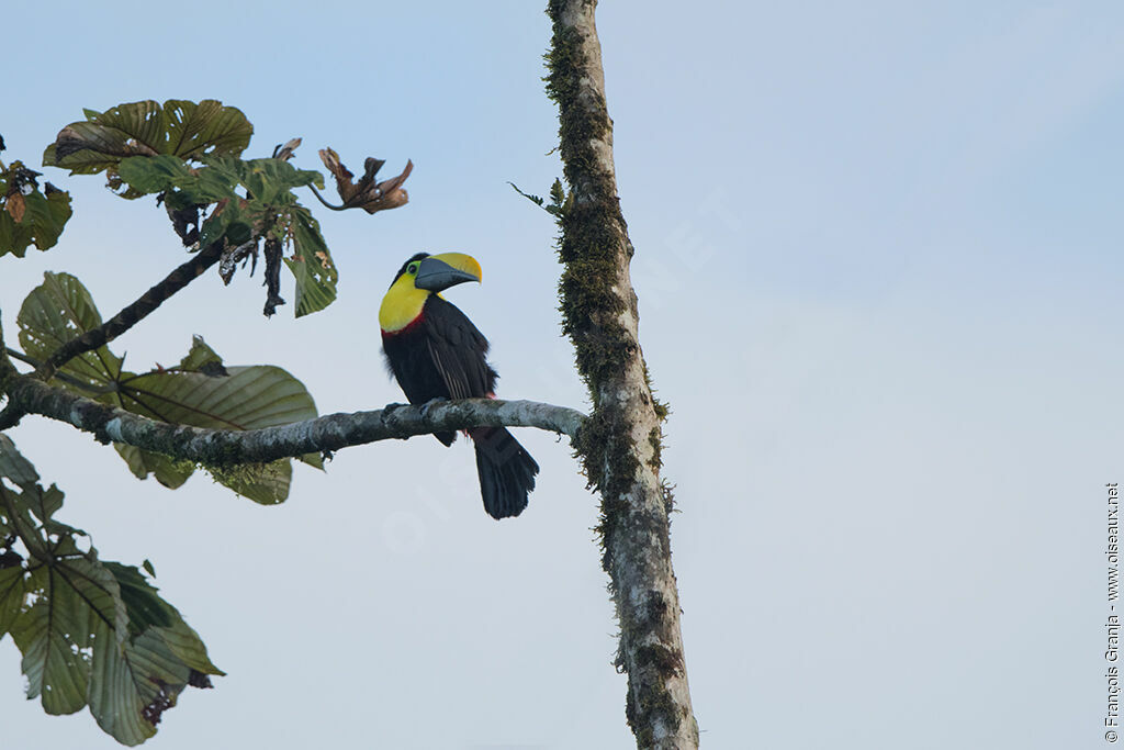 Toucan du Chocó