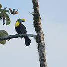 Toucan du Chocó