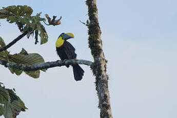 Toucan du Chocó