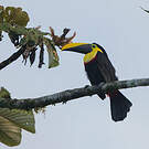 Toucan du Chocó