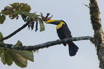 Toucan du Chocó