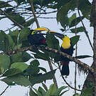 Toucan du Chocó
