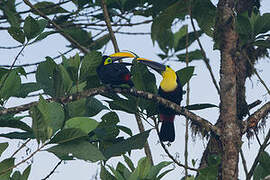 Toucan du Chocó