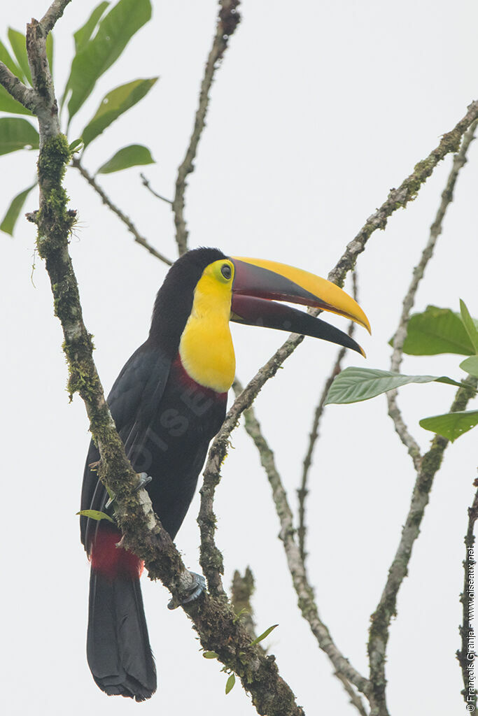 Yellow-throated Toucan