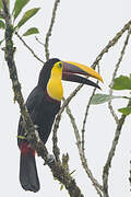 Yellow-throated Toucan