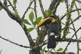 Yellow-throated Toucan