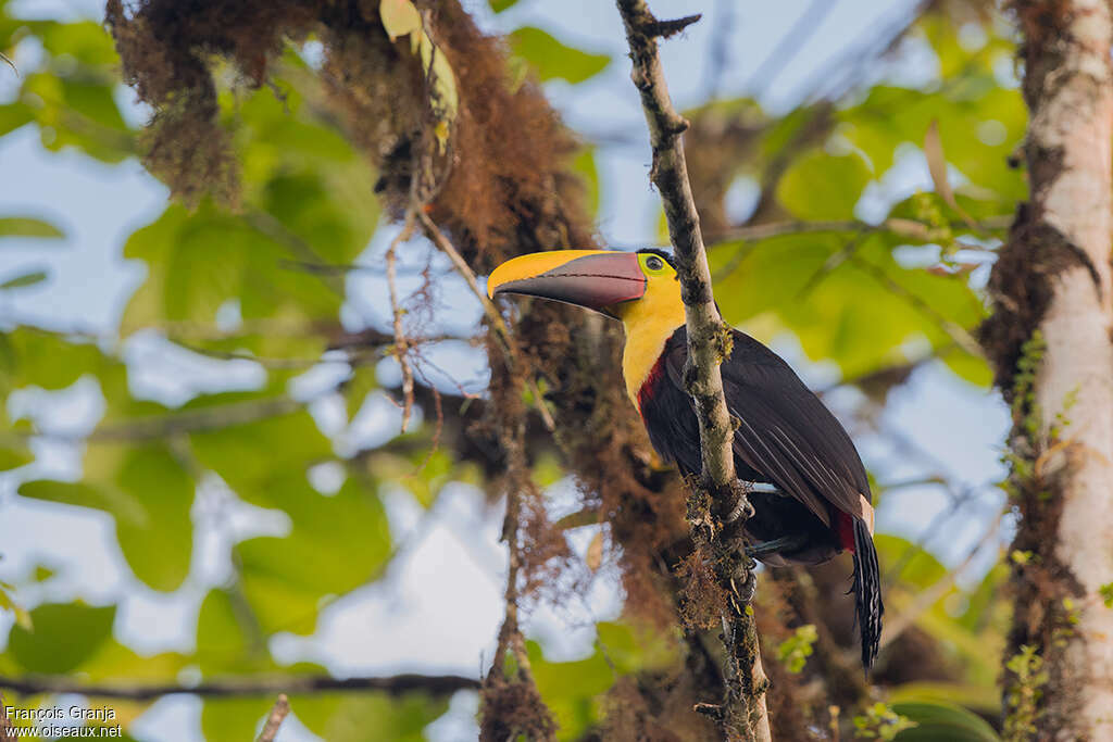 Yellow-throated Toucanadult, habitat