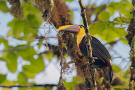 Yellow-throated Toucan