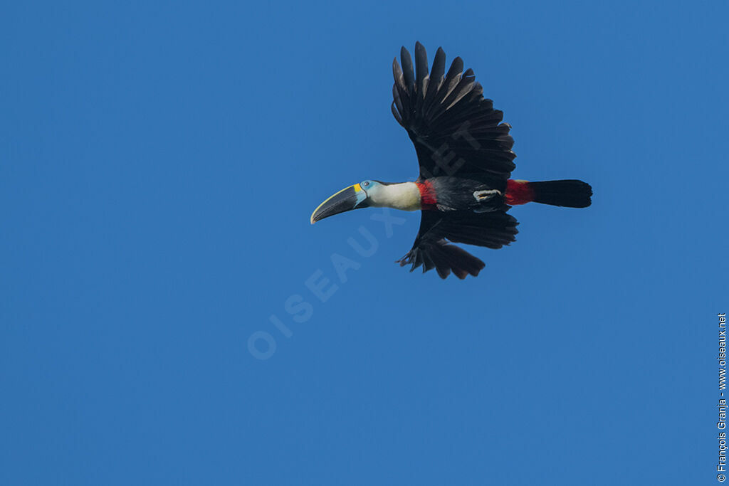 Channel-billed Toucan