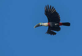 Channel-billed Toucan