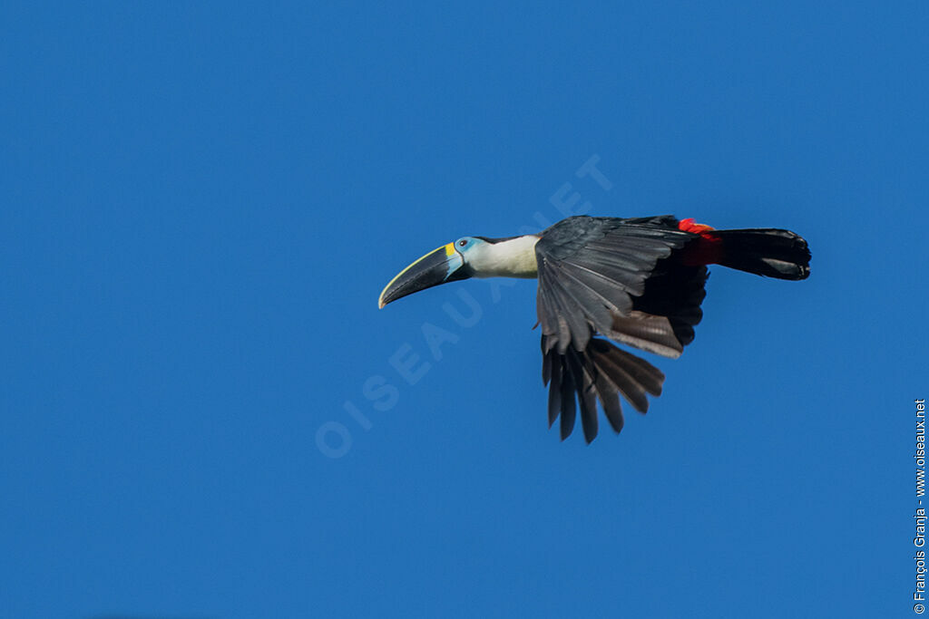 Channel-billed Toucan