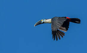 Channel-billed Toucan