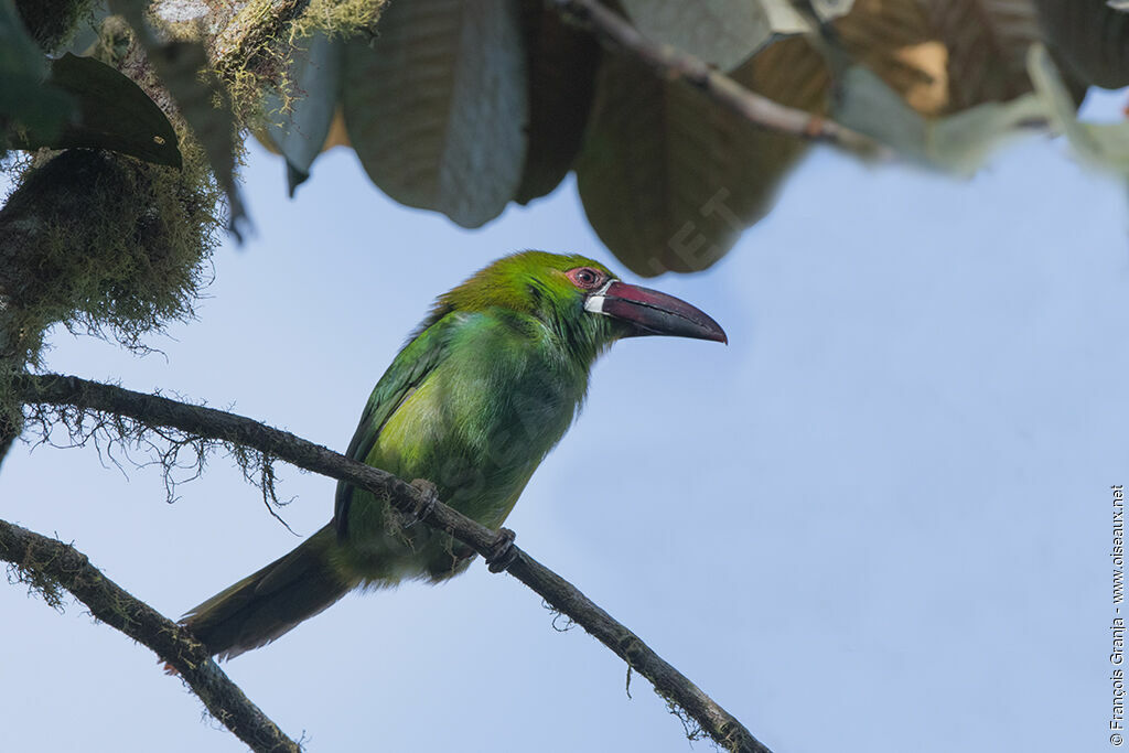 Crimson-rumped Toucanet