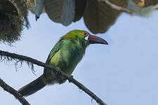 Toucanet à croupion rouge