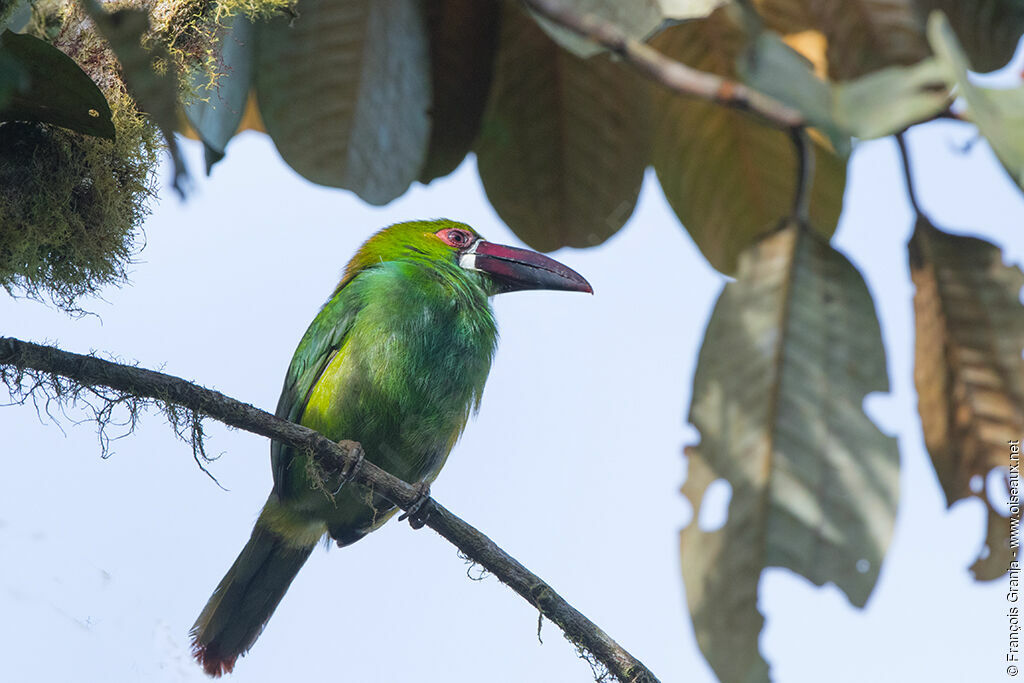 Crimson-rumped Toucanet