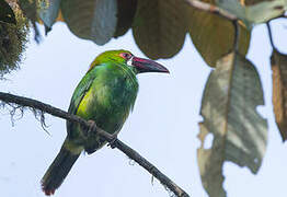 Toucanet à croupion rouge