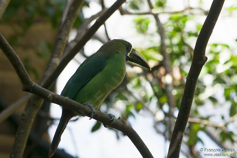 Toucanet à gorge bleueadulte